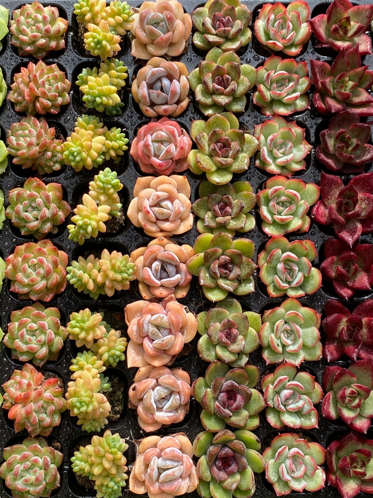 新入荷 16種類セット NT07×128苗 土付き 詰め合わせ 多肉植物 エケベリア 韓国苗 新入荷 STEELWINDOWSANDDOORS_COM