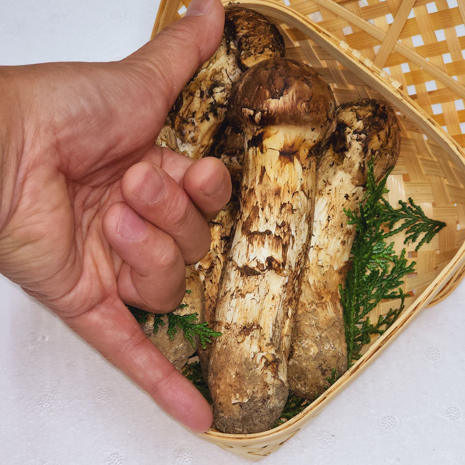 中国産 【天然 つぼみ 中腕 松茸 400~450g】3L~2L 3~7本-