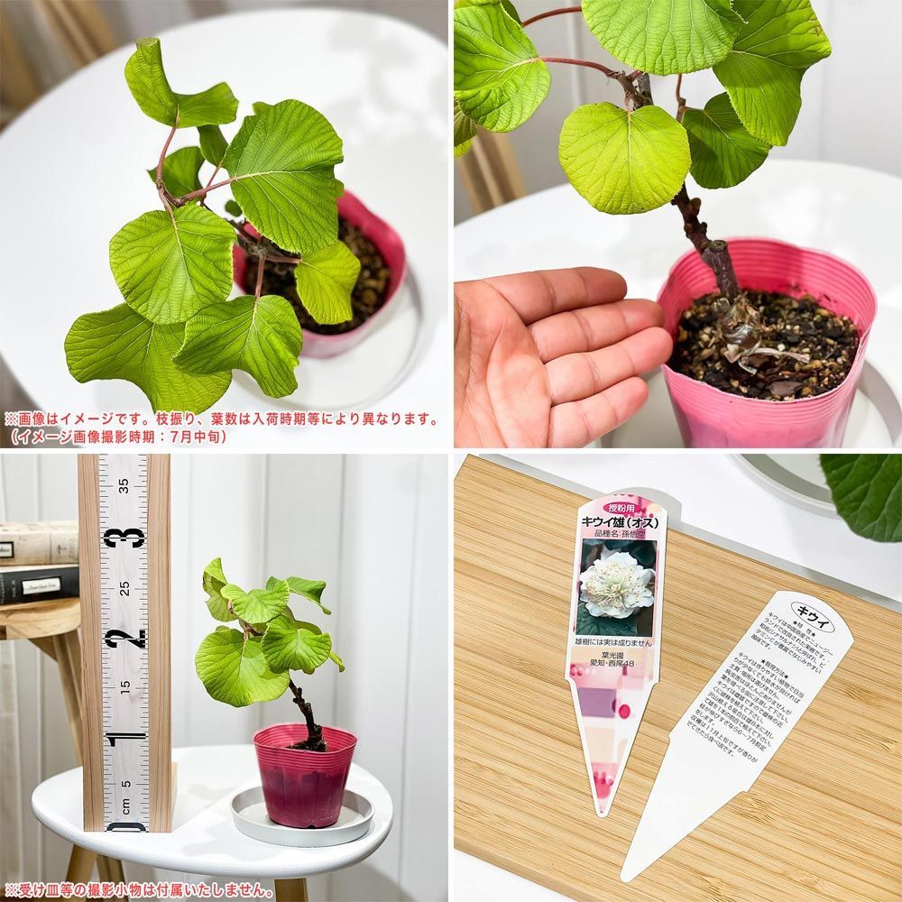 PLANCHU 果樹 キウイフルーツ 雌雄セット スーパーゴールド