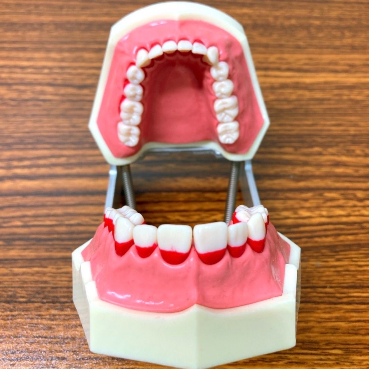 ニッシンのP15D-500HP歯科衛生士 顎模型 値下げ