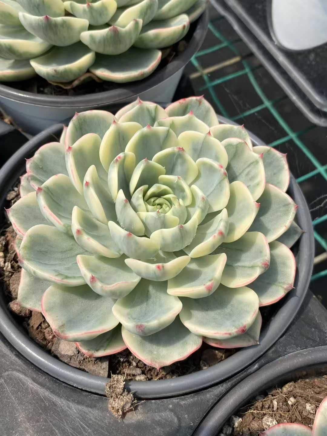 12株の抜き苗セット パキベリア オルペット錦 多肉植物 佐川急便発送 エケベリア 韓国苗 MY530