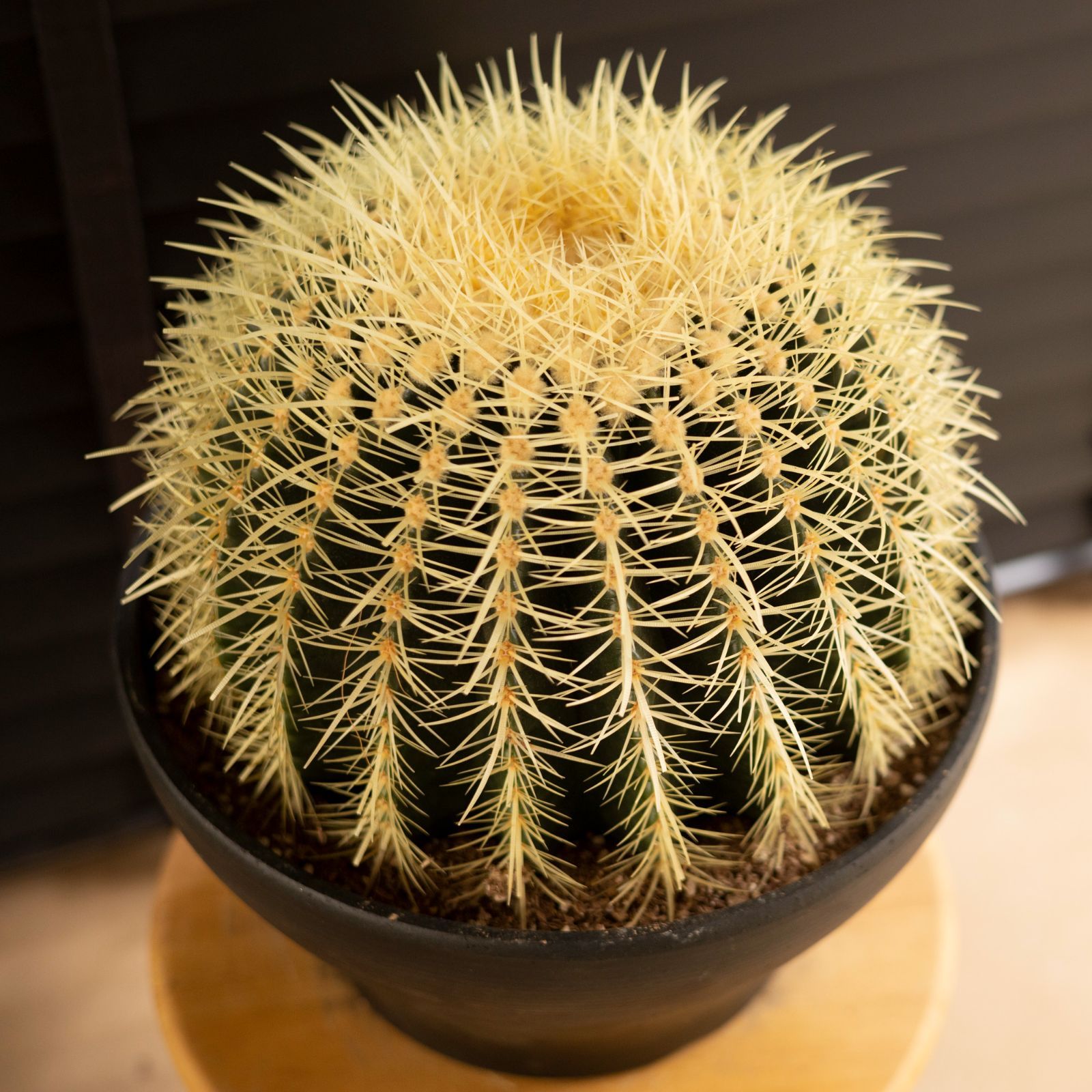 た*ご様 サボテン 金鯱　10号鉢サイズドライガーデン サボテン 金鯱 10号鉢サイズドライガーデン サボテンの王様 金鯱