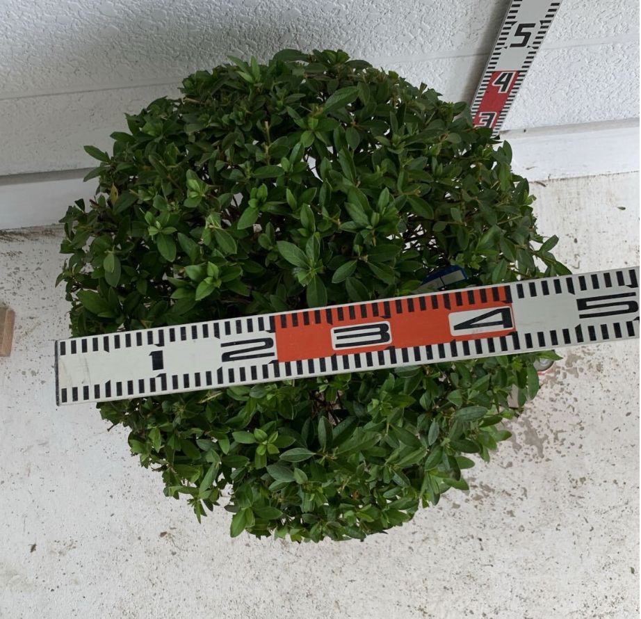 大株 平戸ツツジ 約60cm 玉仕立て ツツジ トピアリー 苗木 植木 庭木 生垣 根巻 垣根 目隠し 518128