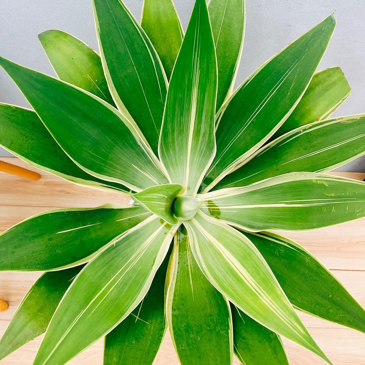 現品］【希少】☆おすすめ☆ 8番 アガベ アテナータ レイオブライト