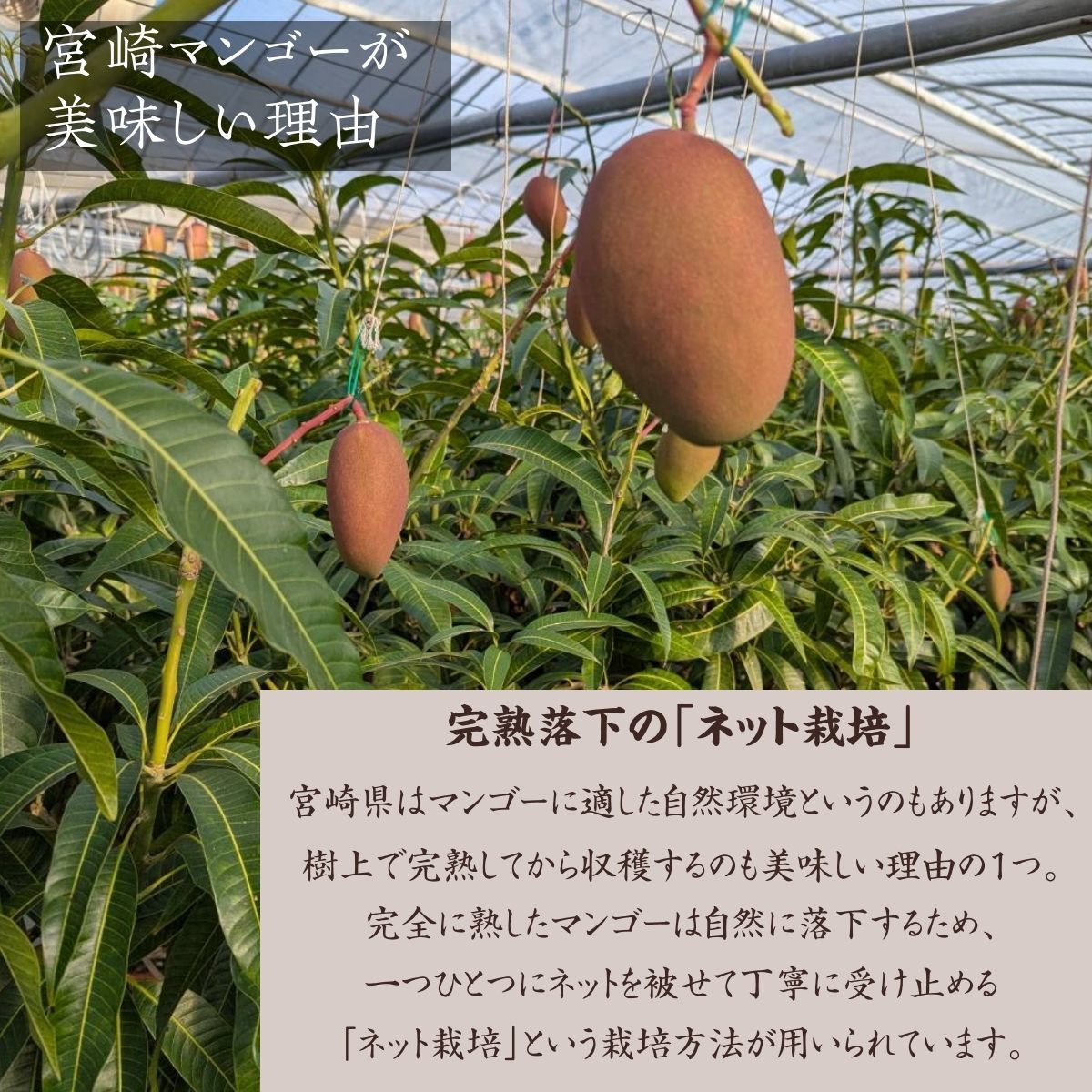 宮崎県宮崎市