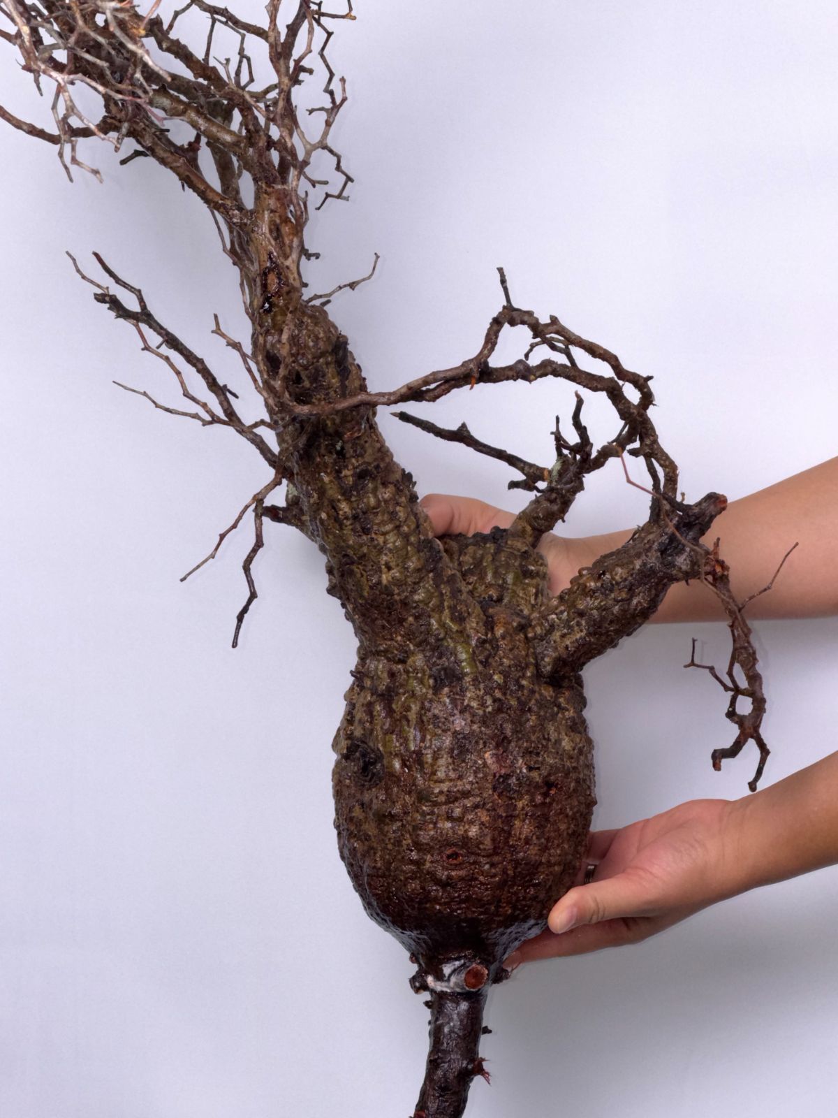 A1 【Maison de Madagascar】オペルクリカリア・パキプス ベアルート株