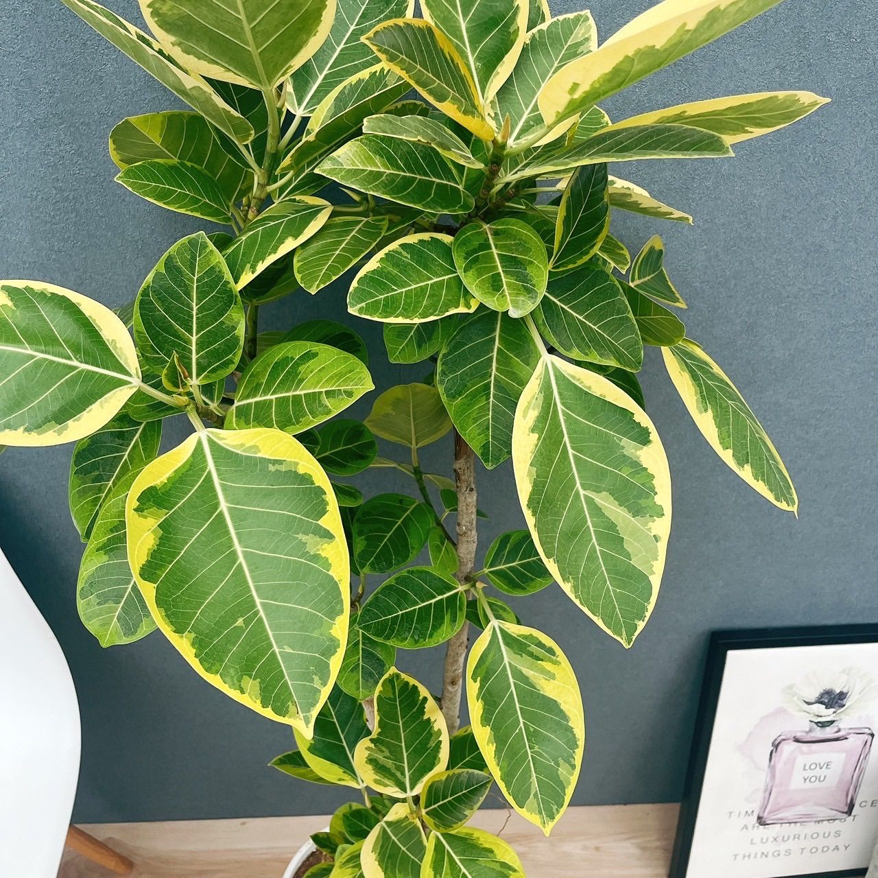 現品］92番 フィカス アルテシマ 8号 観葉植物 室内 大型 ゴムの木