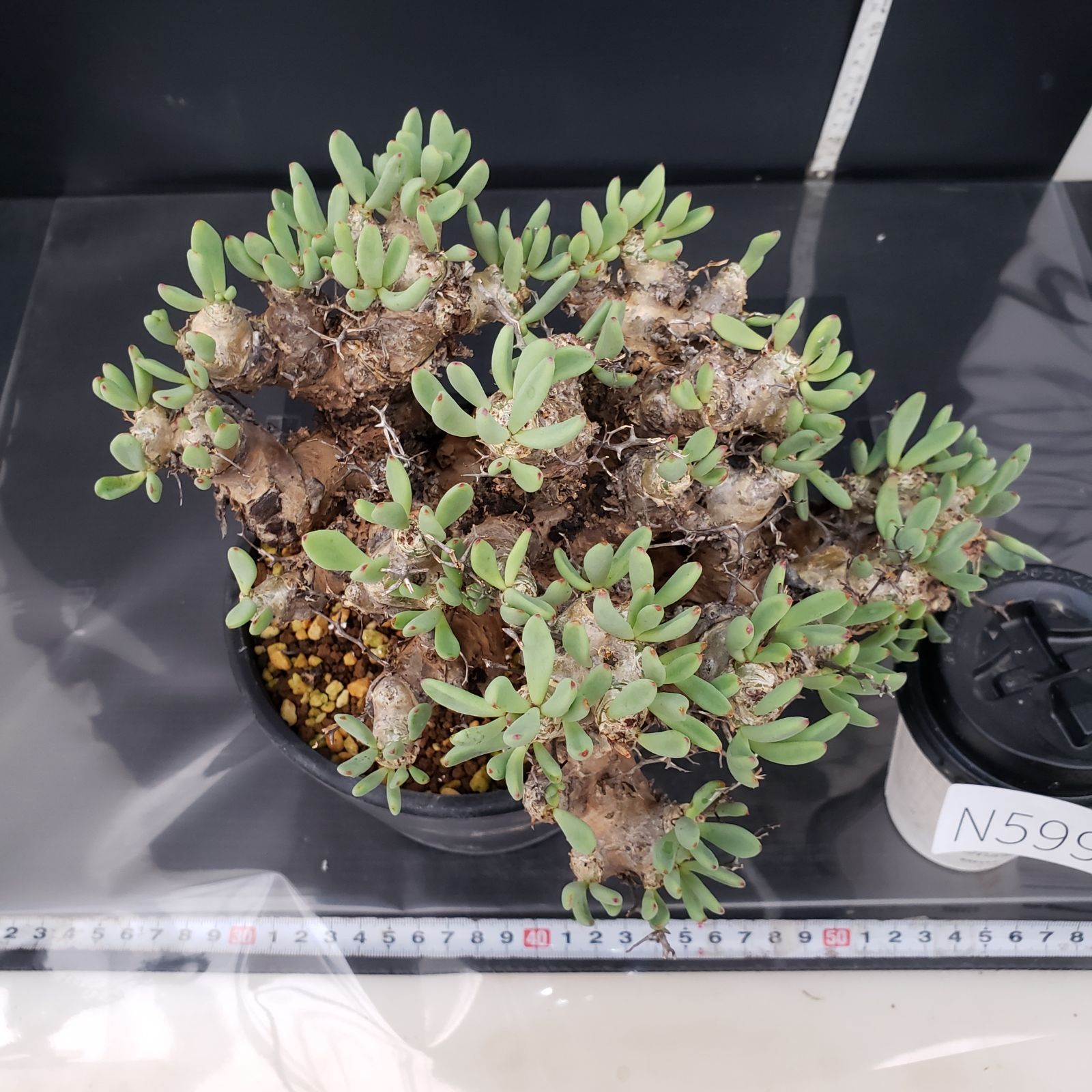 N599【自社養生株】チレコドン レティキュラータス 万物想（L