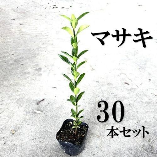 30本セット マサキ樹高0.3m前後10.5cmポット