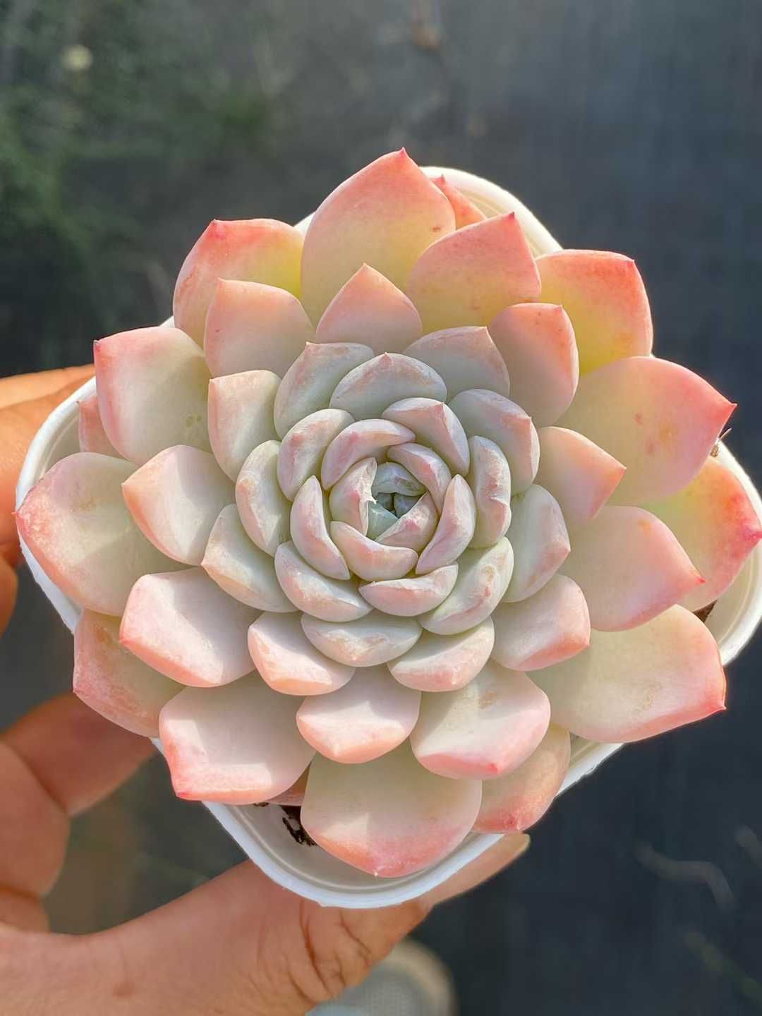 新入荷 氷魂雪顔 QS1111×50鉢 抜き苗 多肉植物 アエオニウム エケベリア サボテン 韓国苗