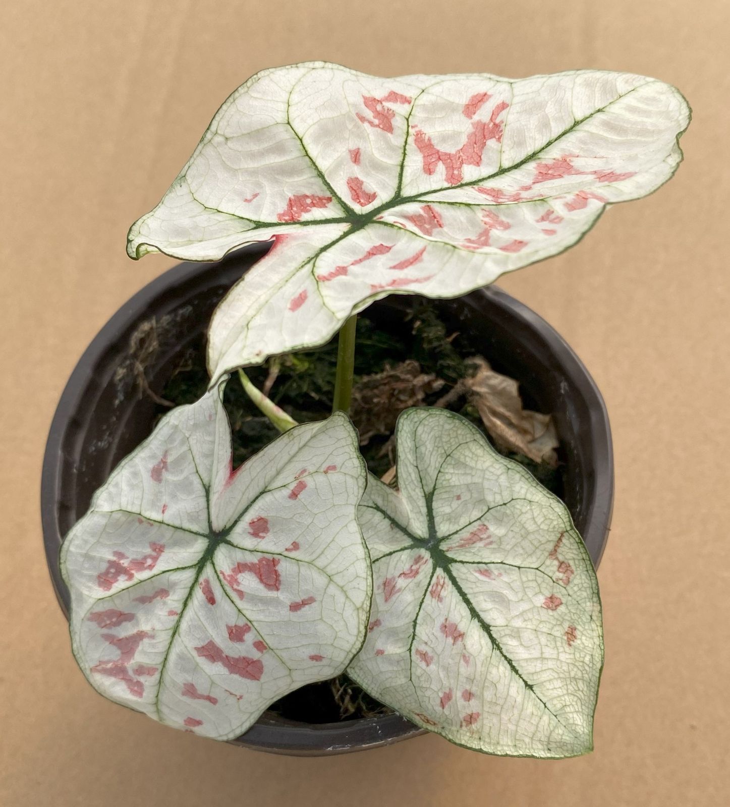 パーランマウム/we are PARANMAUM/廃盤CD/リンダリンダリンダ リンダ