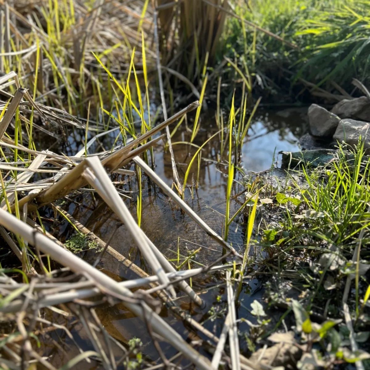 真菰 苗 自然栽培 100本以上 現地引取限定）【無農薬・無肥料