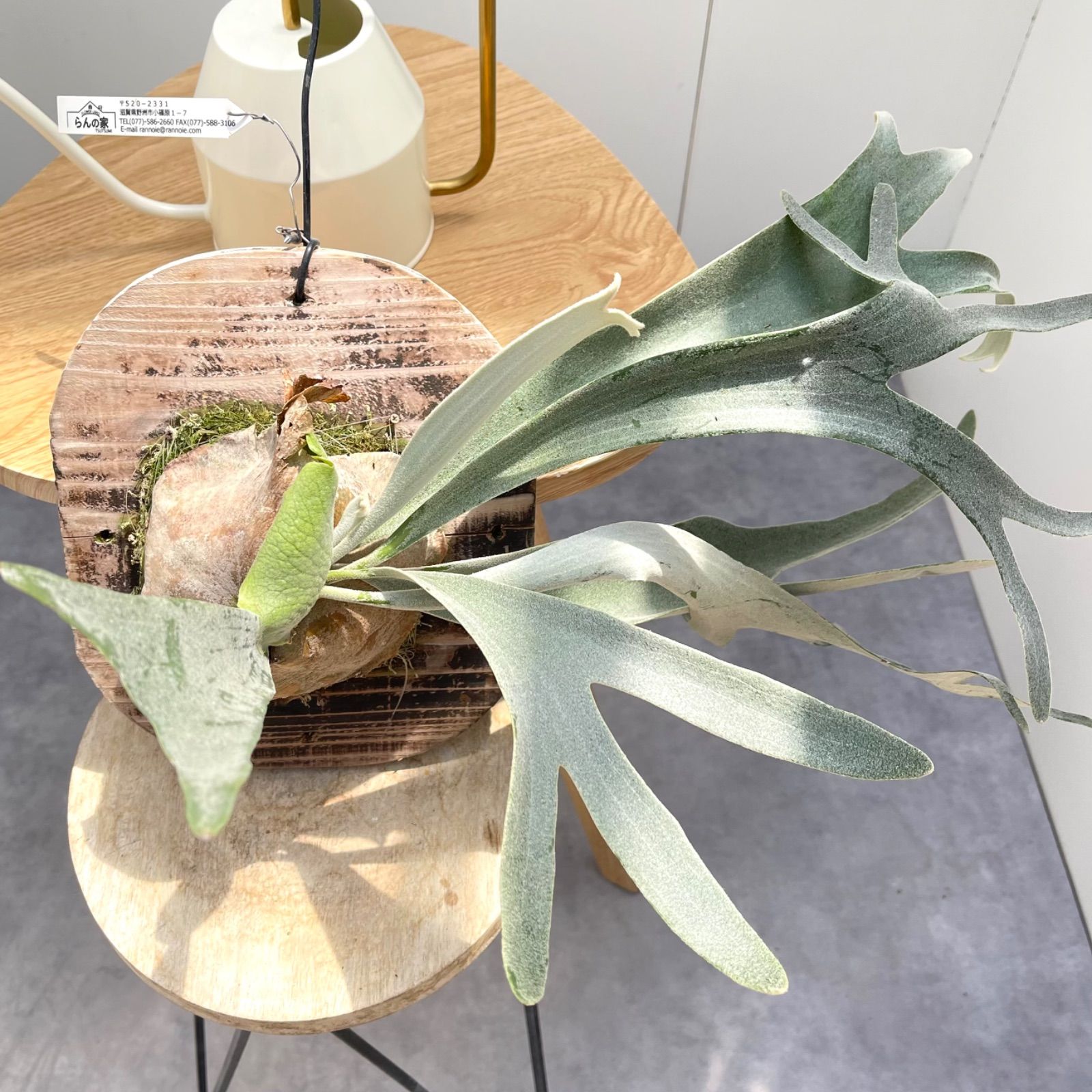 ビカクシダ ホワイトアンドシャイン 現品 観葉植物 板付