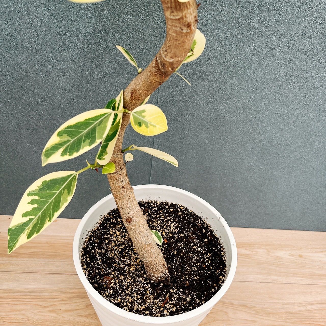 現品］12番 フィカス アルテシマ 曲がり 8号 観葉植物 室内 販売 大型