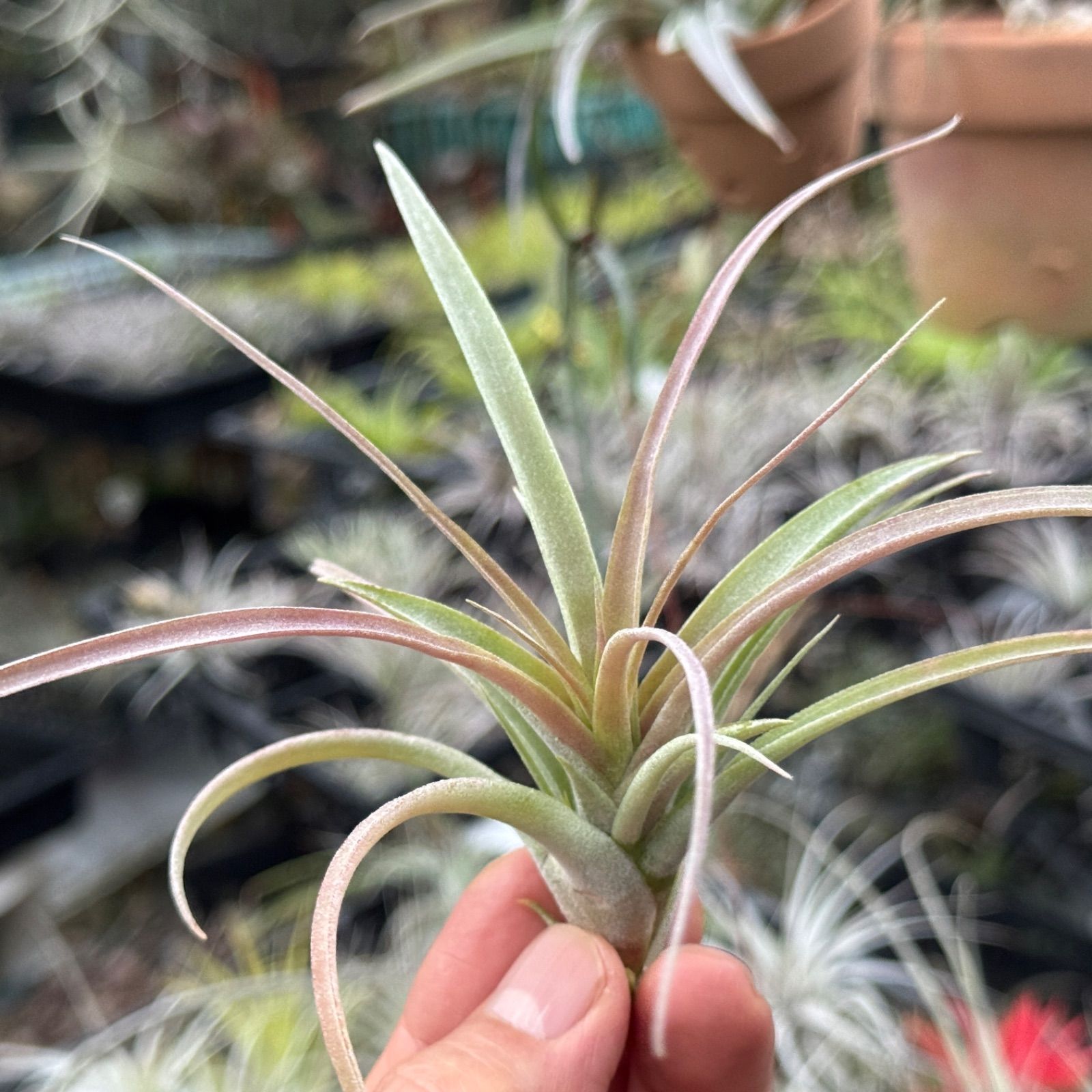 大＊ チランジア キセログラフィカ × ブラキカウロス Tillandsia