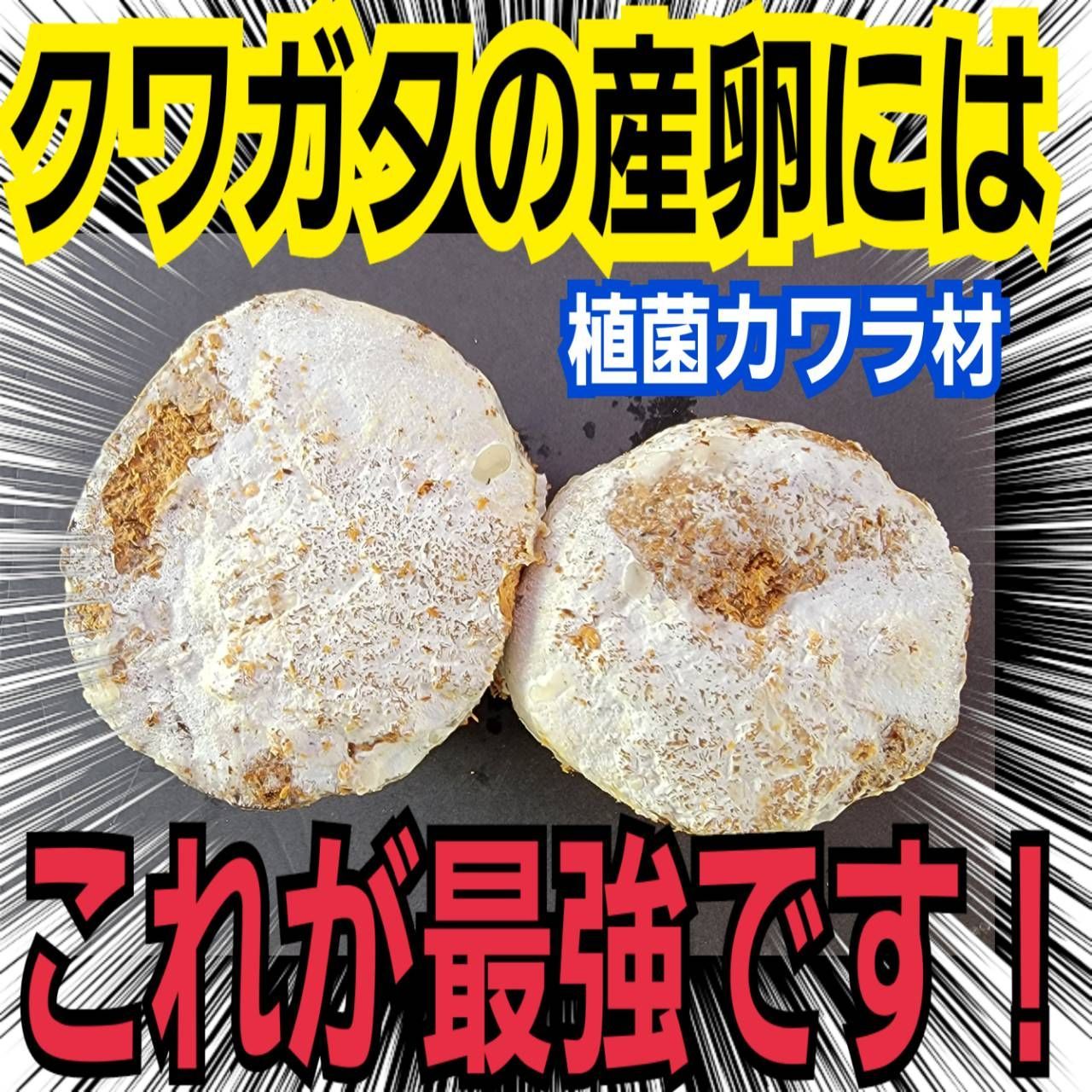 極上！植菌カワラ材 クワガタの産卵にはコレが最強！タラン
