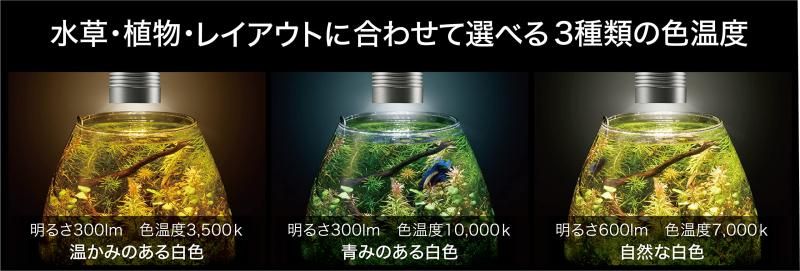 水草 植物