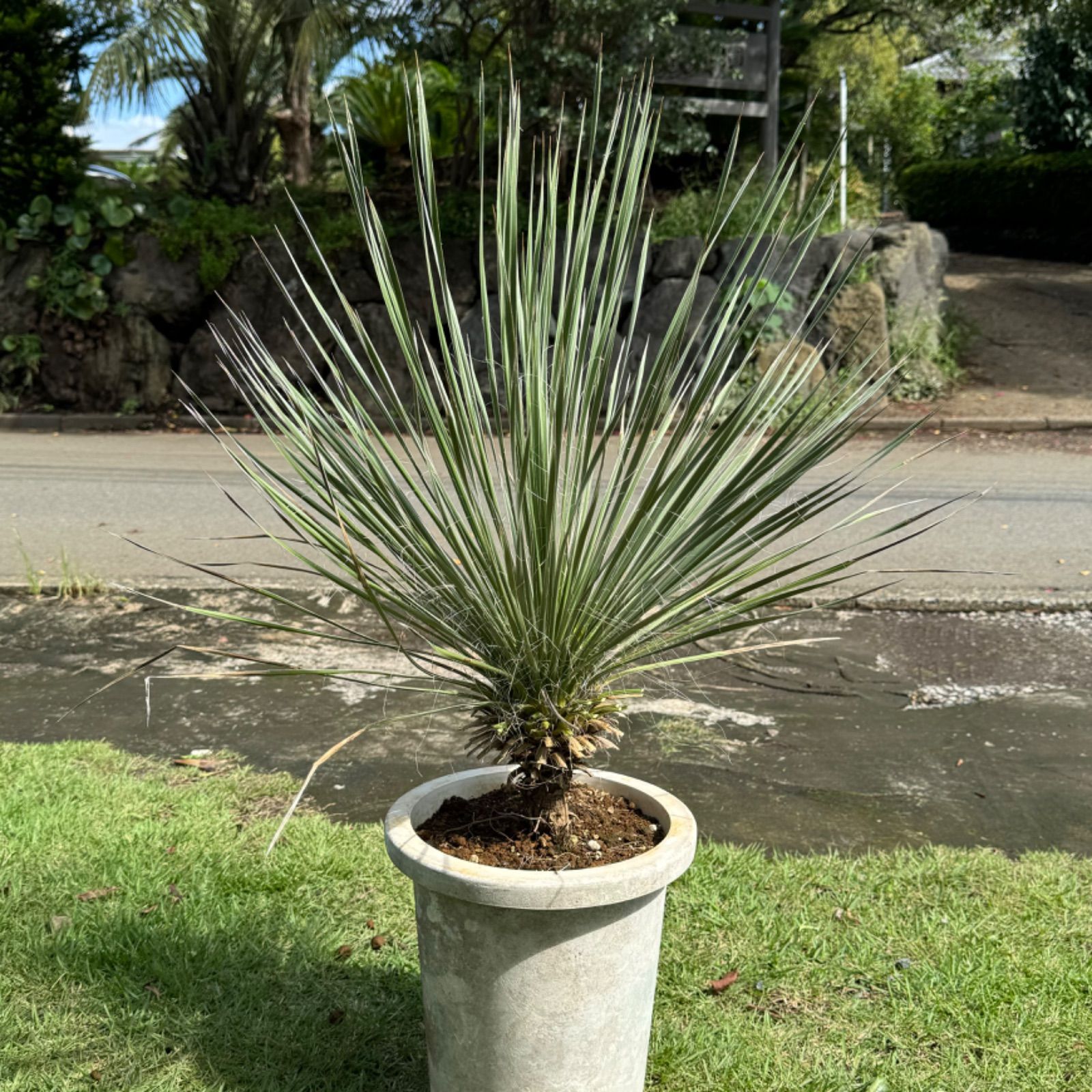 ３頭株ユッカ 観葉植物 全長約90cm　写真の全て鉢ごとメルカリ便発送 3頭株ユッカ 観葉植物 全長約90cm 写真の全て鉢ごとメルカリ便