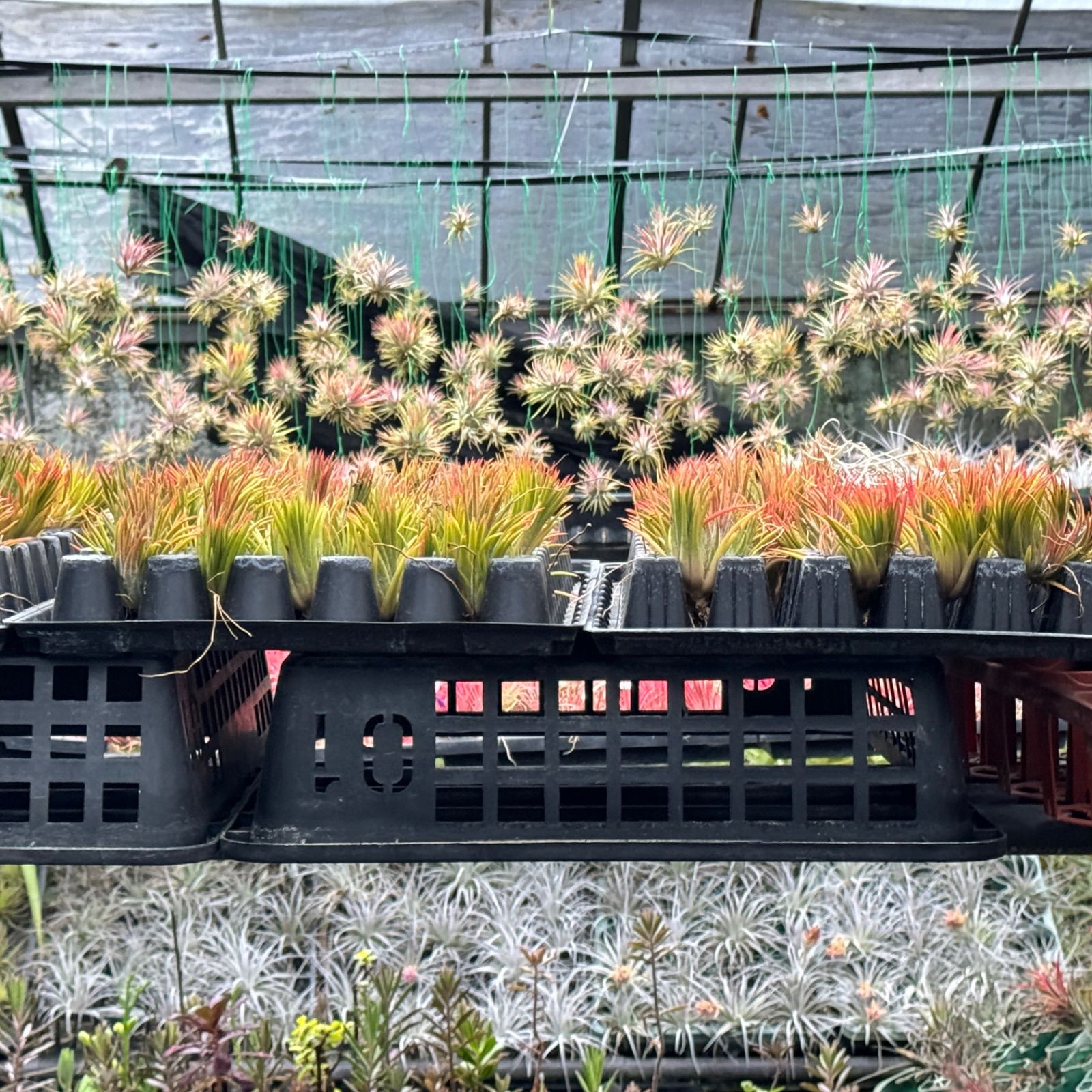 ミニ＊チランジア イオナンタ ヘッジホッグ T.I. Tillandsia ionantha