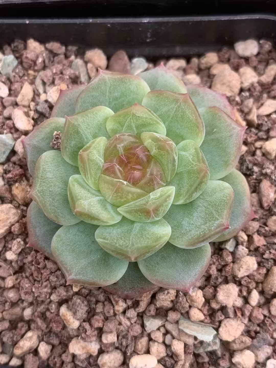 54株の抜き苗セット グリーンジェニー イエローハート 多肉植物 佐川急便発送 エケベリア 韓国苗 LX57