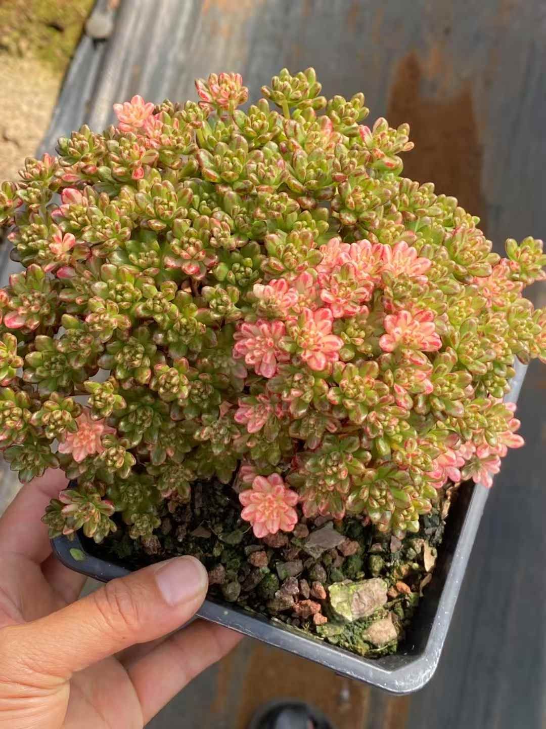 種子 ペレニアルライグラス ステラー4GL 10kg 種子 ペレニアルライグラス ステラー4GL 1kg : めばえや