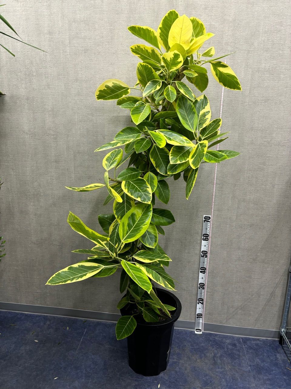 エコキュート　貯水　タンク　キャンプ　防災　370L 広島県西部 エコキュート 貯水 タンク キャンプ 防災 370L 広島県西部