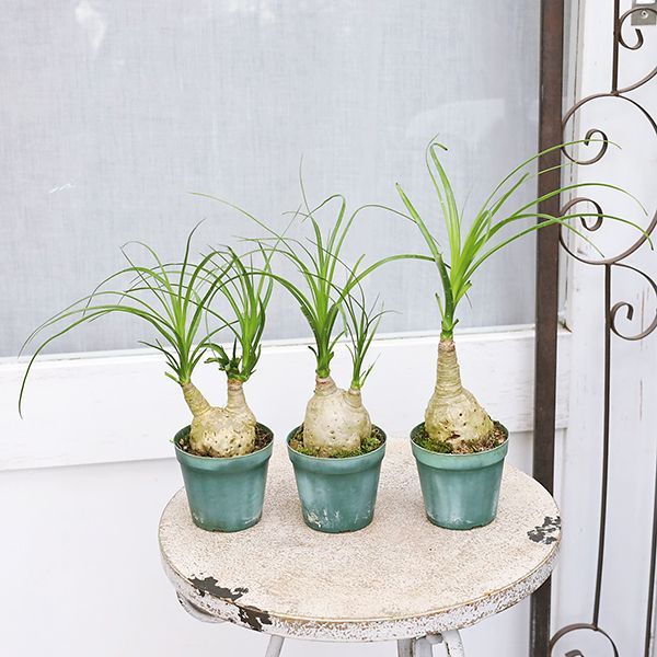 現品販売 観葉植物 ポニーテール トックリラン ノリナ 2.5号