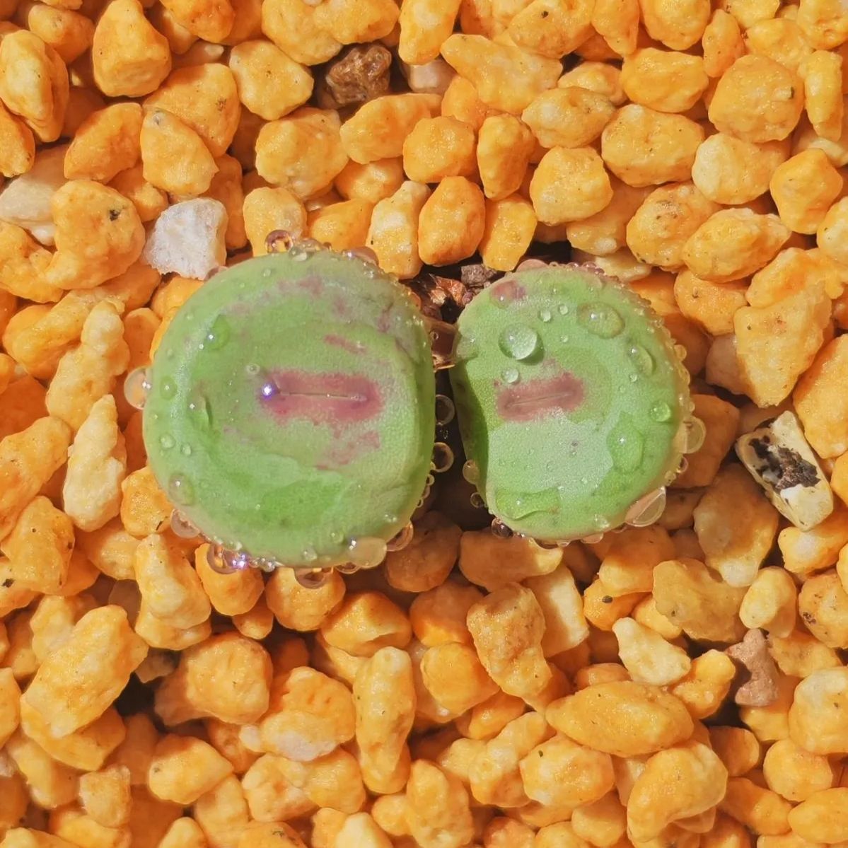 コノフィツム No:1380b 12頭群生 pageae パゲアエ 赤口 小姓 2.5CM