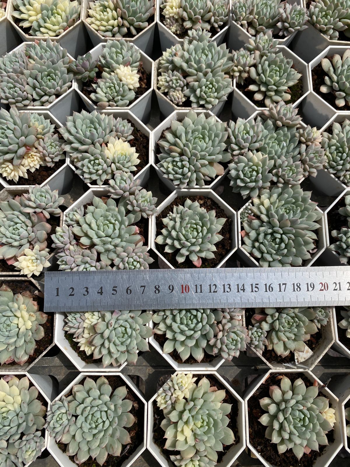 ZM1695×70 プロリフィカ 抜き苗 多肉植物 アエオニウム エケベリア 韓国苗 YUZUMIYA_COM