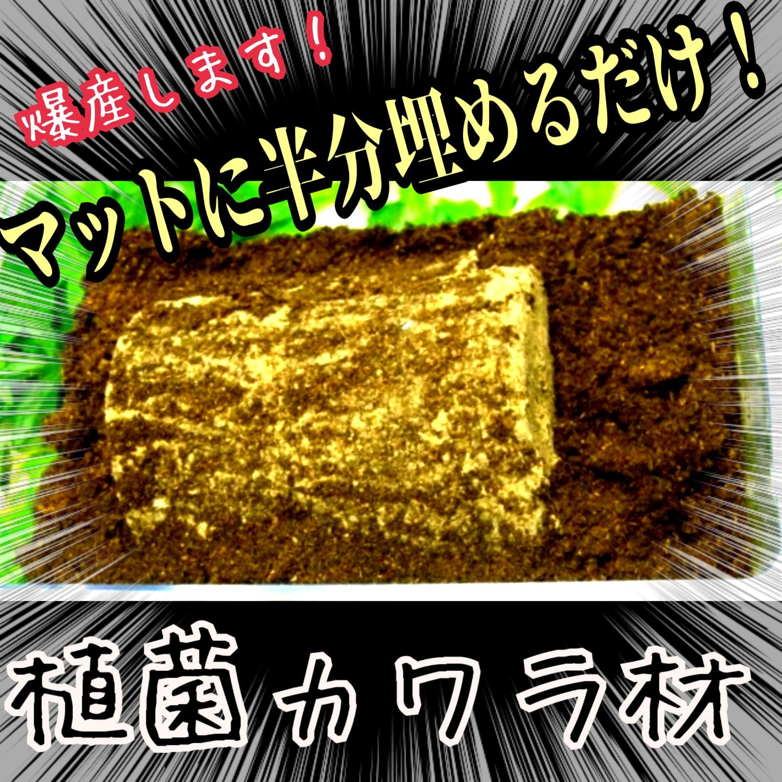 これが1番よく産みます！ クワガタの産卵木 植菌カワラ材 カビない