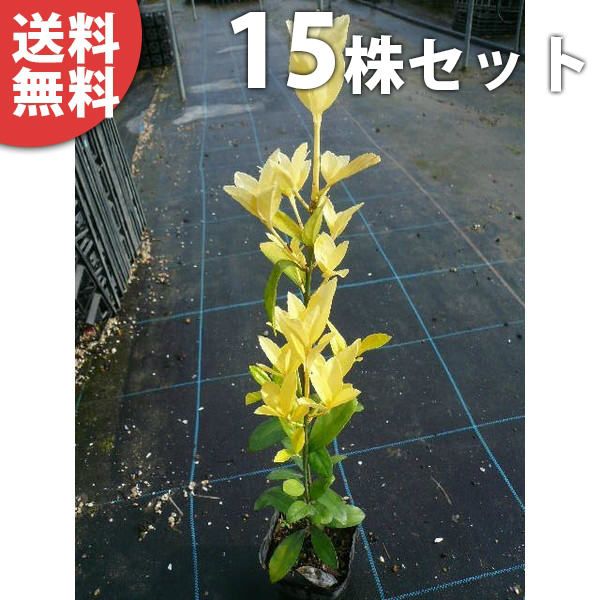 苗/苗木 【15本セット】 オウゴンマサキ 樹高0.3m前後 10.5cmポット