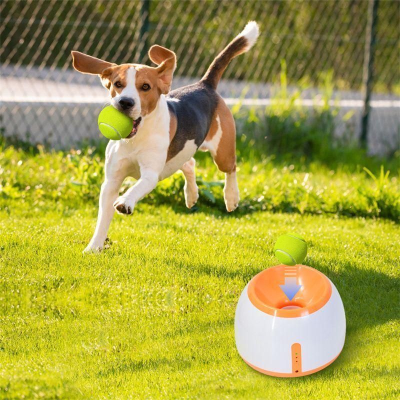 知育おもちゃ 小型犬