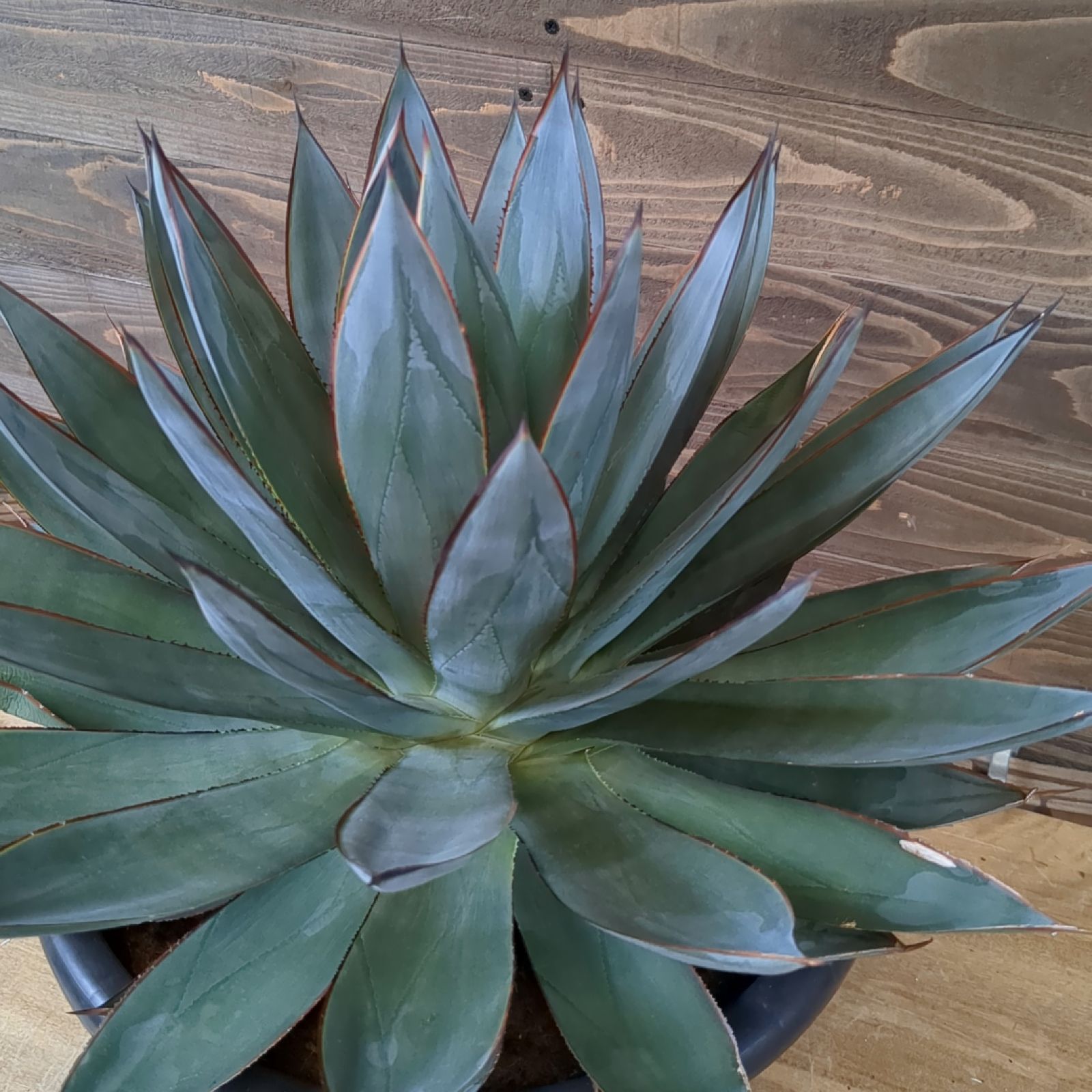 【激レア】アガベ　ブルーグロー シルバー レッドエッジ 色鮮やかなレッドライン Agave Blue Glow｜ブルーグロウ