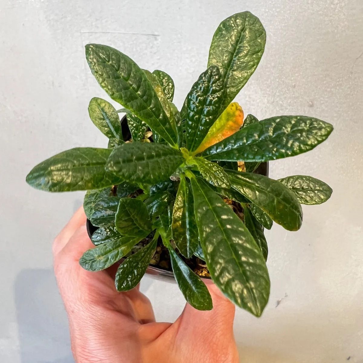 ドルステニアギガス 実生 yocchi】ドルステニアギガスブラータ 実生