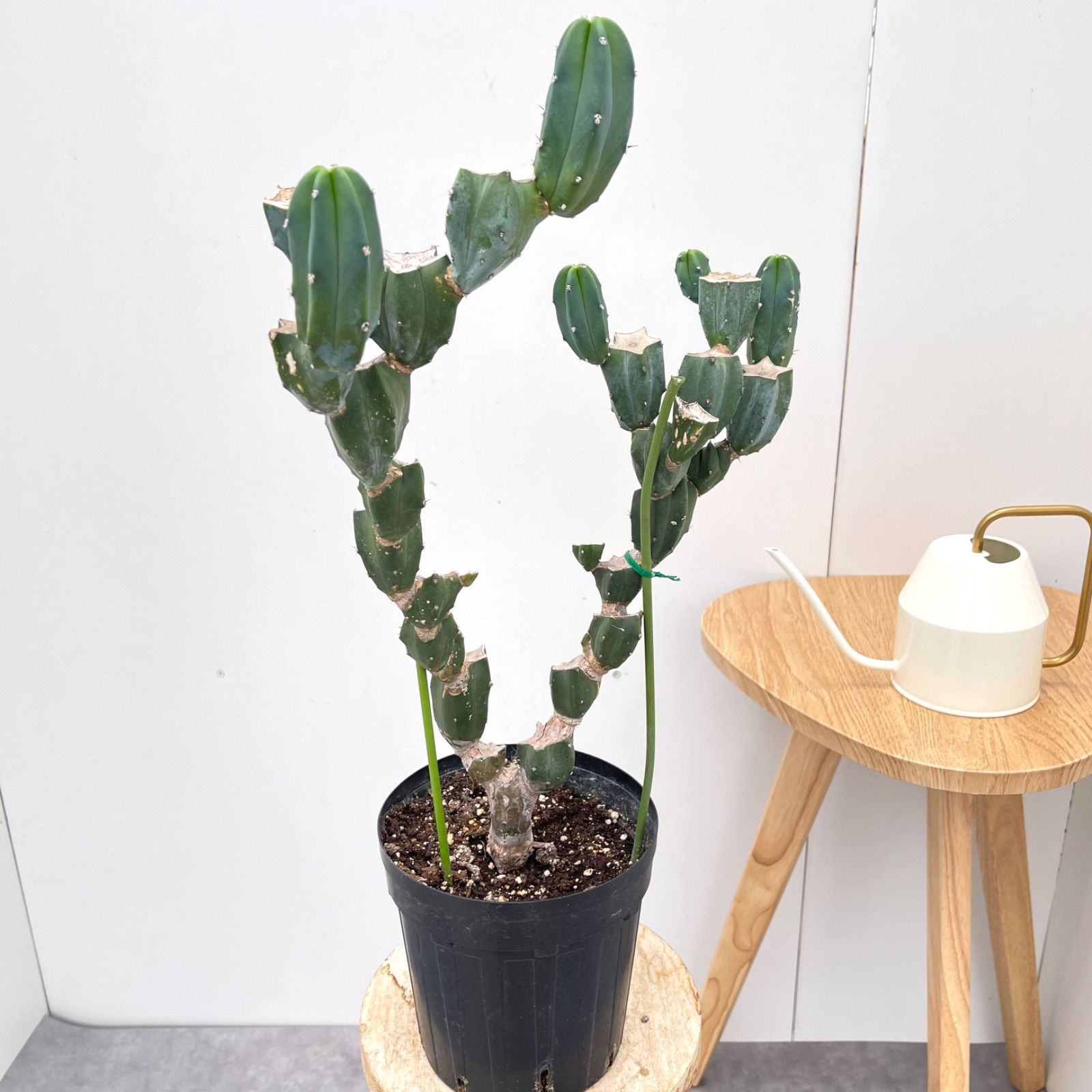 竜神木 リュウジンボク ブランチ 3【現品】サボテン 観葉植物
