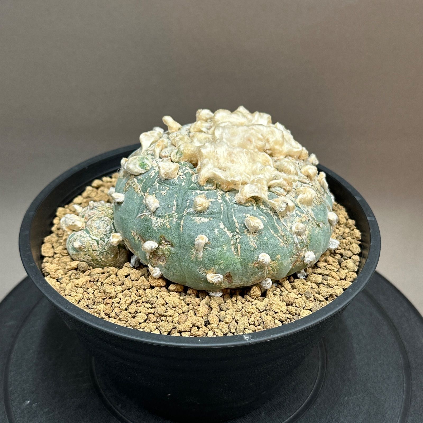 Lophophora ロフォフォラ 銀冠玉 白肌 サボテン no.586