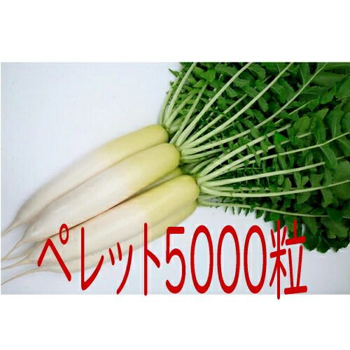 入荷次第出荷 カネコ種苗 ＹＲ夏ゆたか 大根 ペレット５０００粒