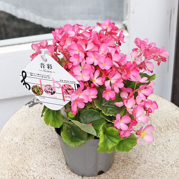 花苗 ベゴニア こもも こはる 音彩 ラブミー 3号 多年草 ピンク