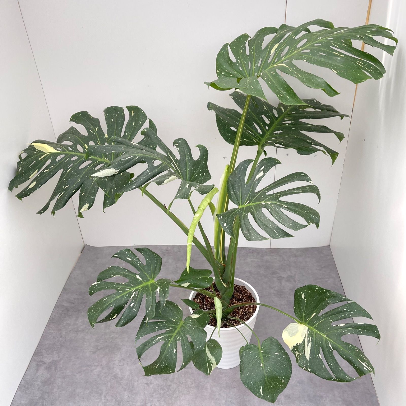 ジェンマ250 42000キロ 自賠責残半年 モンステラ 斑入り 売約済