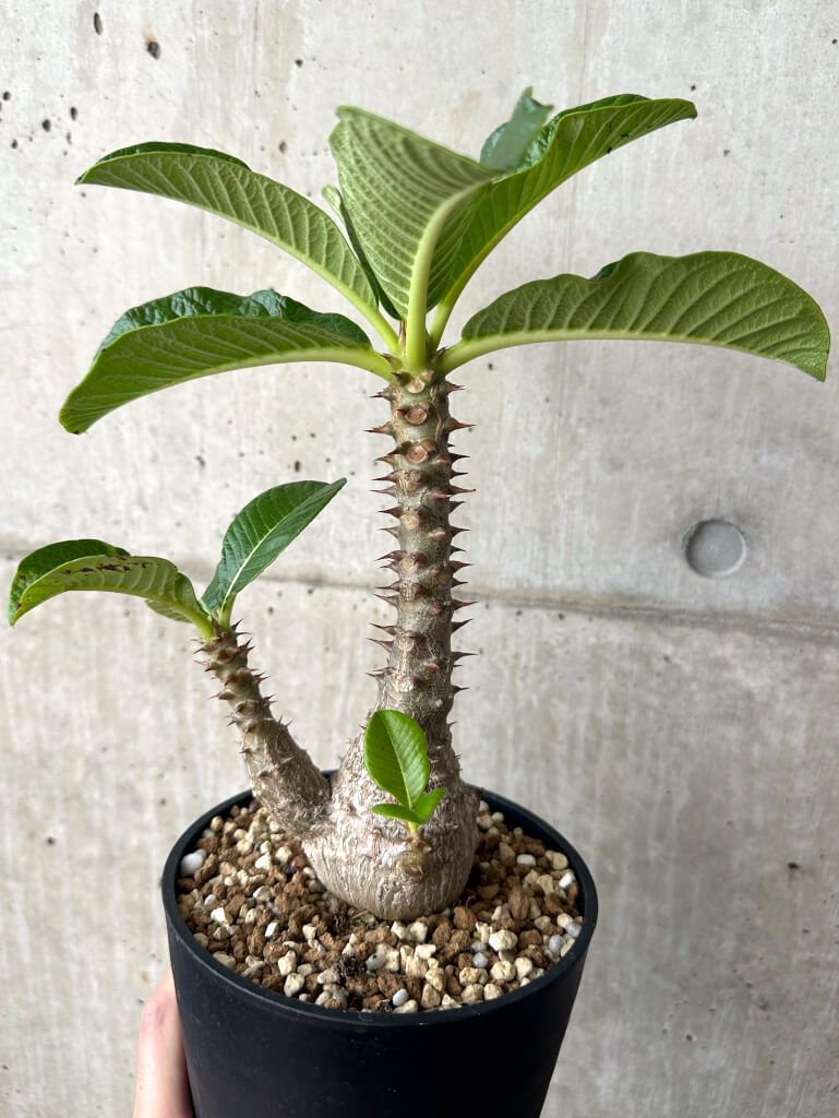 パキポディウム　ウィンゾリー 現品限り】パキポディウム・ウィンゾリー 実生 大株【AA35