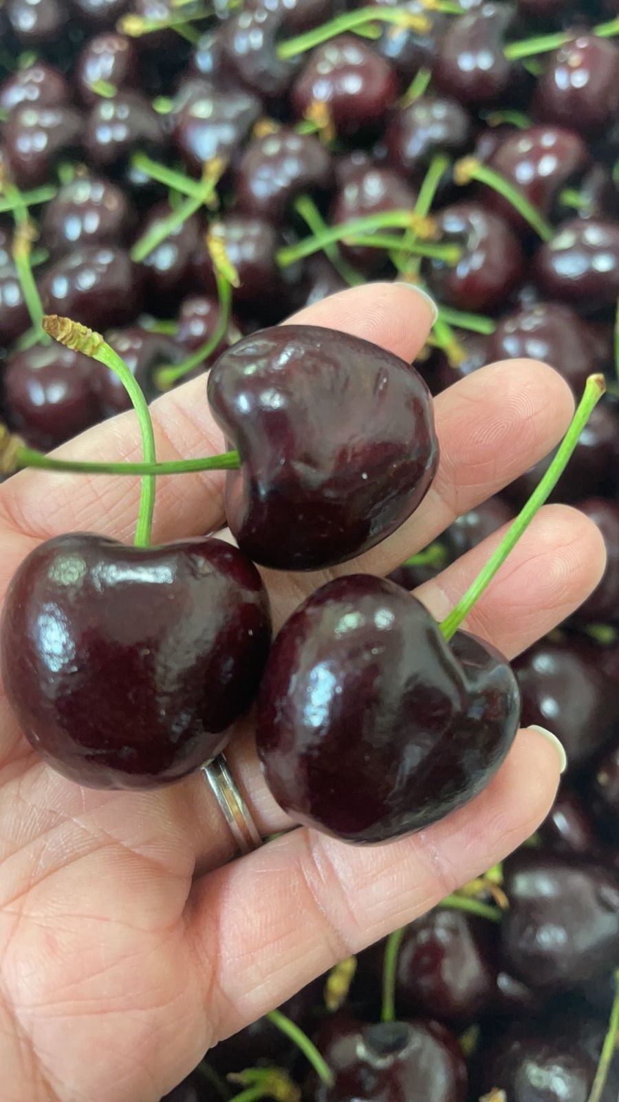 ‼️シーズン初入荷‼️チェリー　アメリカンチェリー　さくらんぼ樱桃　箱込み2kg 楽天市場】アメリカンチェリー 9.5R以上 大粒｜ワシントン州産