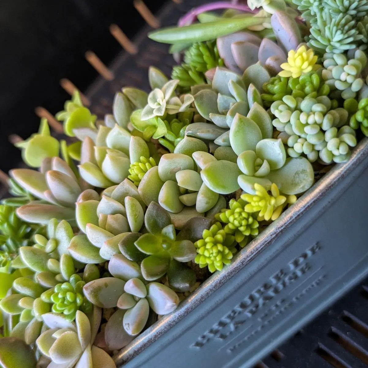 多肉植物カット苗 多肉植物 カット苗 寄せ植えセット 10センチかご寄せ｜Yahoo