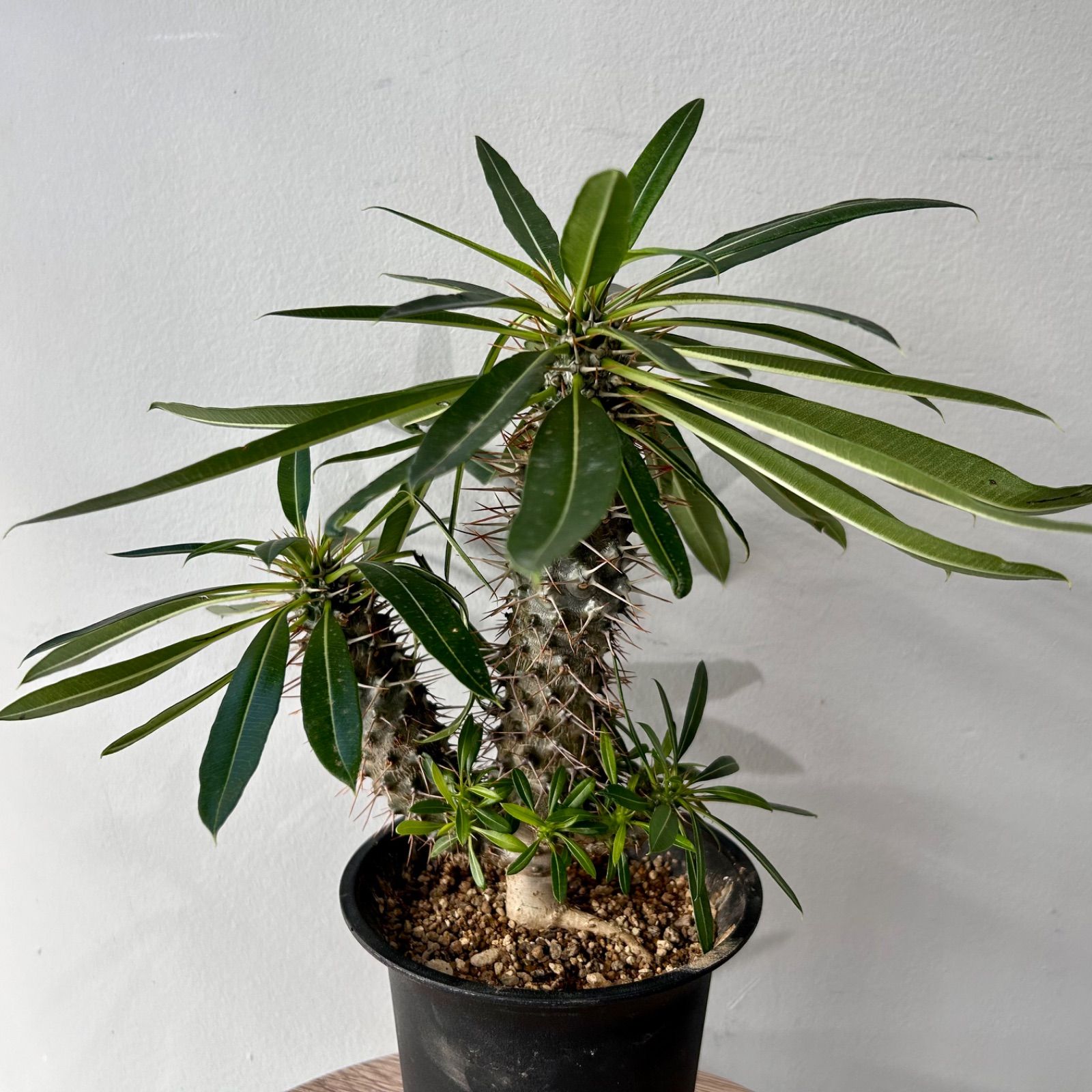 【早い者勝ち】パキポディウム　ラメリー 早い者勝ち】パキポディウムラメリー