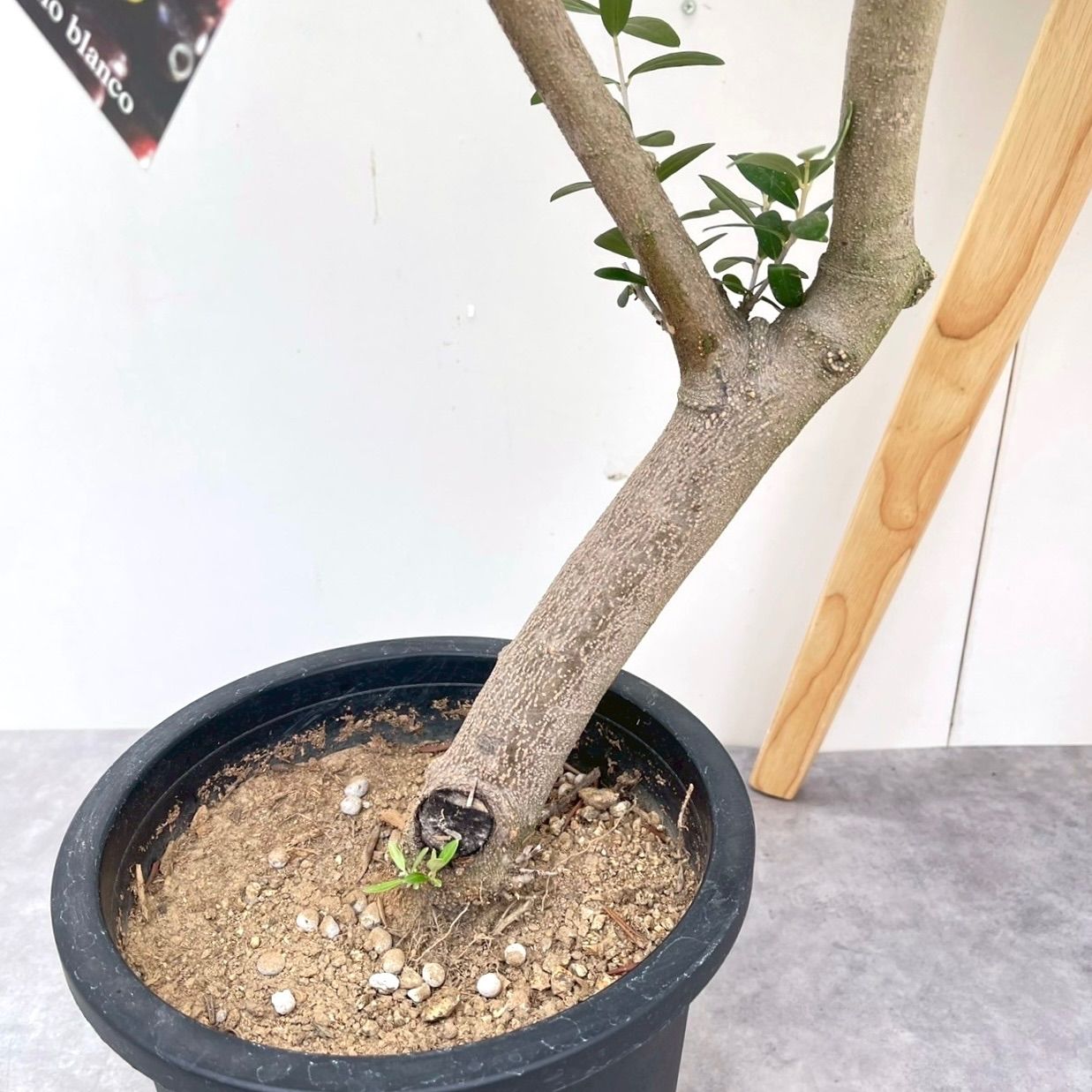 バラ挿し穂(うさこ様確認用) バラ挿し穂(うさこ様確認用) バラ挿し穂(うさこ様確認用) 水栽培で