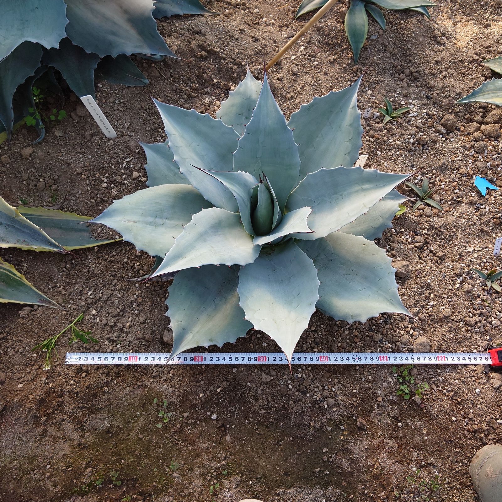 アガベ オバティフォリア フロスティブルー 大株 直径60㎝ AGAVE