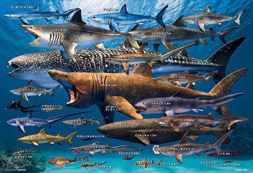 新品 ジグソーパズル 300ピース 学べるジグソー 動物 世界のサメ大きさ