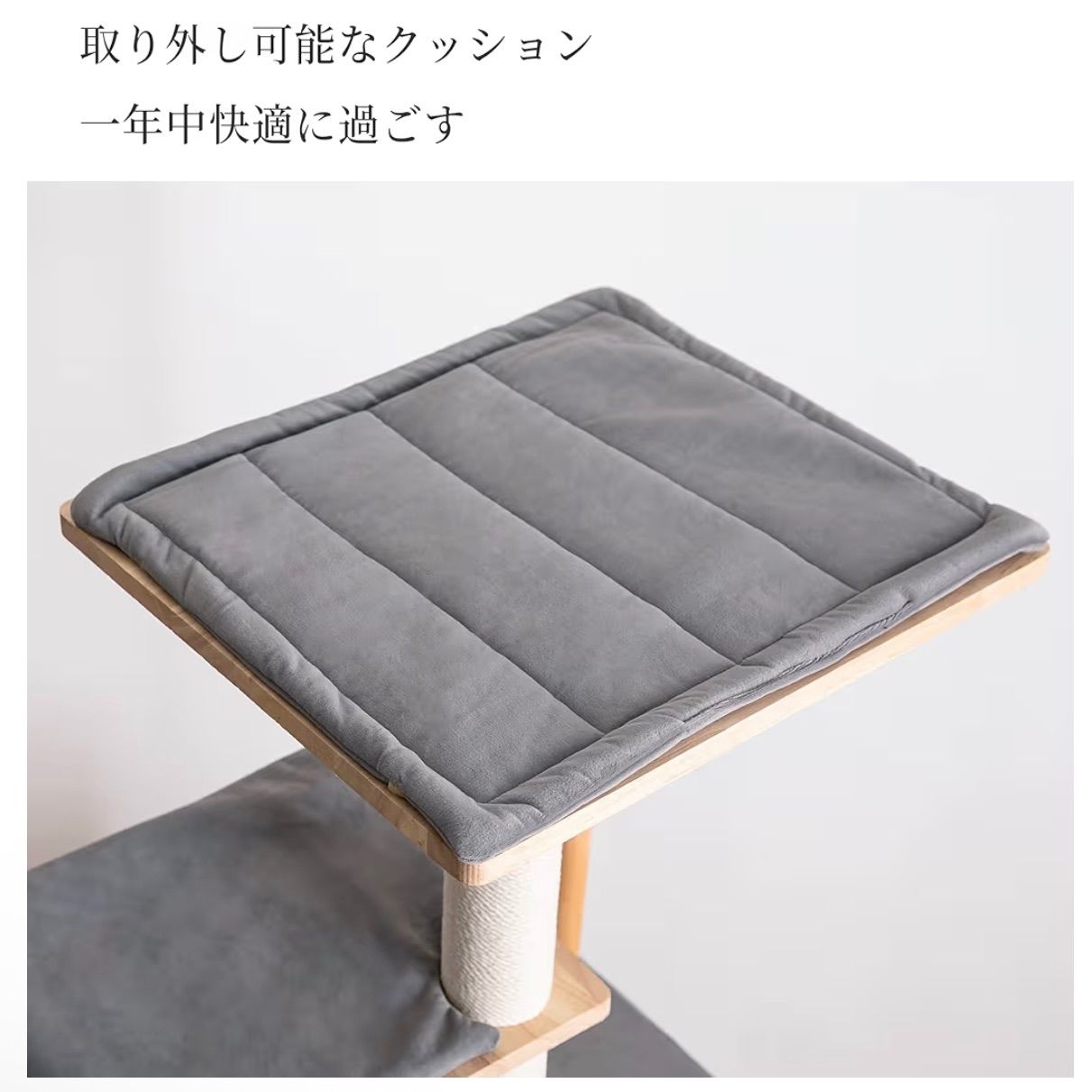 大型猫 多頭飼い