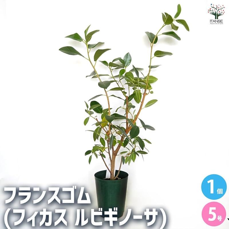 ITANSE フィカス ルビギノーサ フランスゴム 5号 1個売り 品種で選べる観葉植物 学名 Ficus rubiginosa クワ科フィカス属 原生地 インド 葉は小判型で 厚みと光沢があり 一般的なゴムの木よりも葉が小さく 幹はしなやかで落
