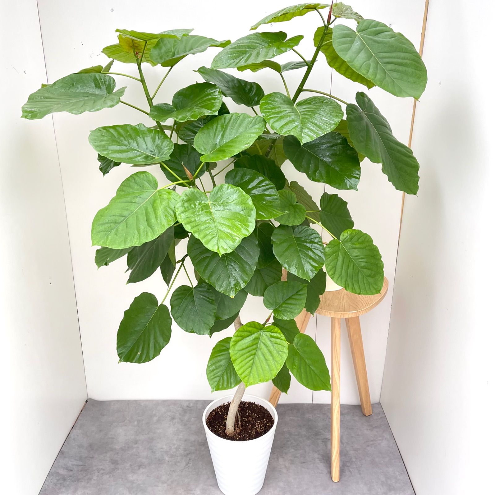 フィカス　ウンベラータ　新潟市引き渡し フィカス ウンベラータ 新潟市引き渡し