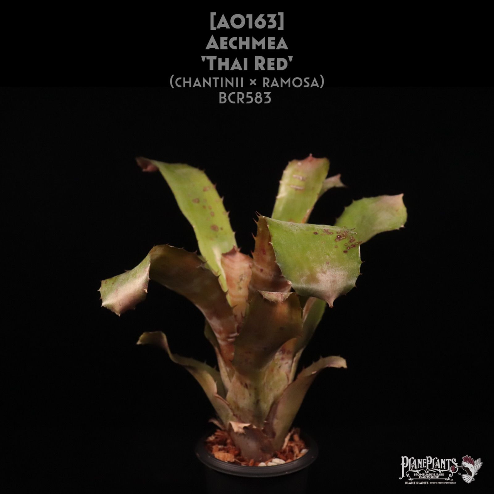 送料無料】Aechmea tocantina〔エクメア〕現品発送A0164 レアです！大